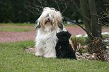 TERRIER DU TIBET 376